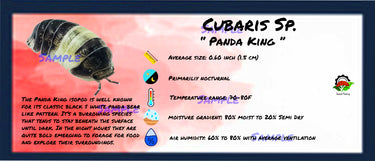 Cubaris Sp. Panda King Isopod Bin Label
